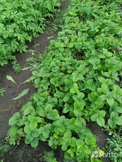 Рассада клубники