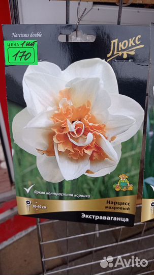 Луковицы нарциссов