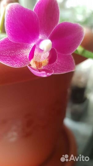 Орхидея
