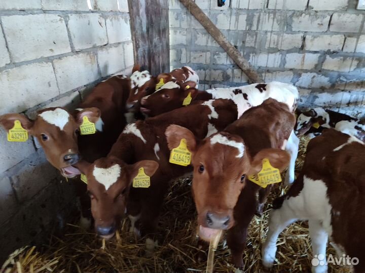 Бычки симменталы