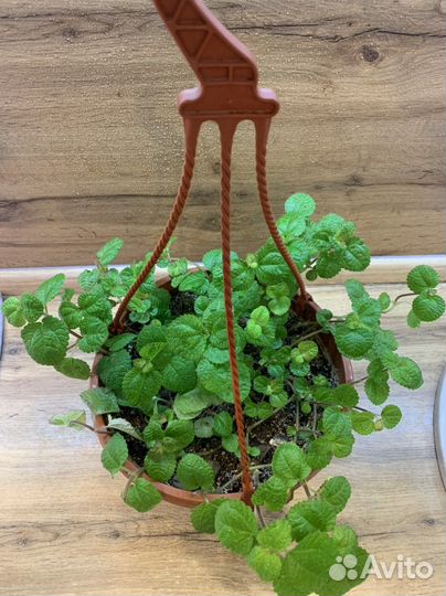 Пилея монетолистная