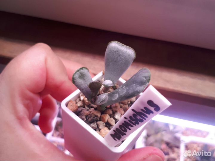 Адромискус*суккулент*truncatus и indian clab*