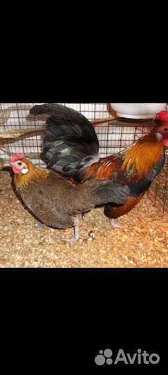 Молодняк птицы Бентамки