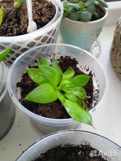 Сансевиерия щучий хвост