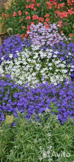 Лобелия вегетативная,аллисум и др
