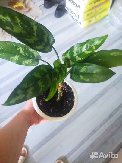 Аглаонема Мария комнатное растение