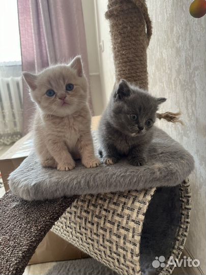 Британские котята