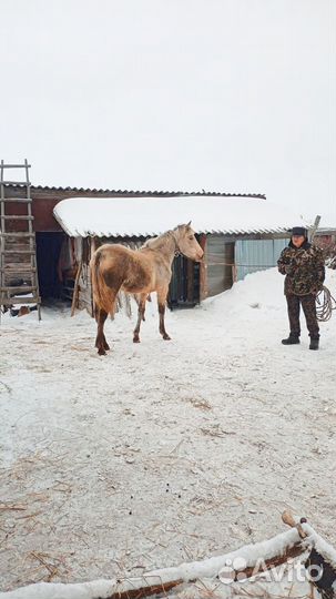 Продам кобылку 11 месяцев