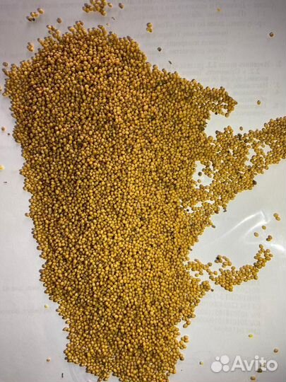 Семена горчицы