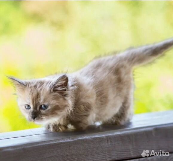 Манчкин лапочка