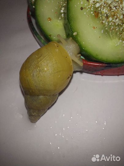 Улитки ахатины