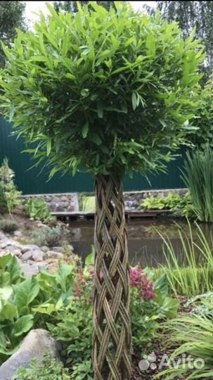 Ива плетёная пальма