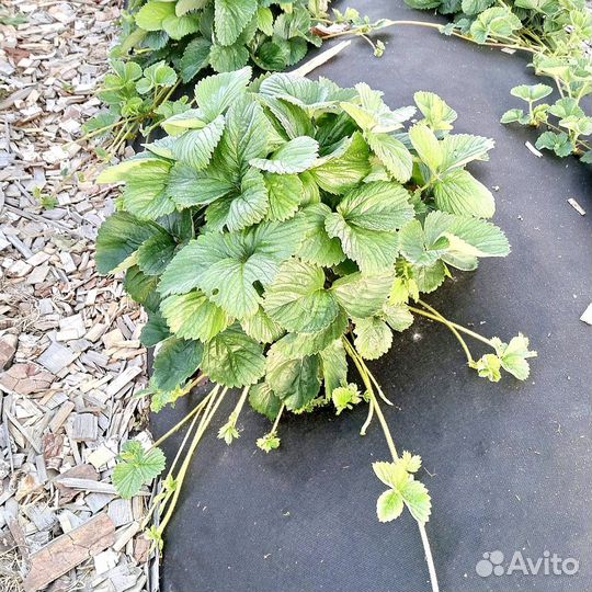 Рассада клубники