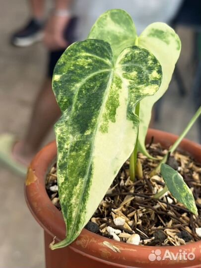 Растения из Тайланда