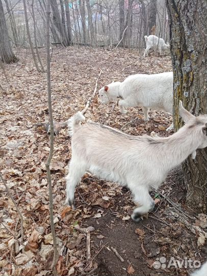 Козел и козлята