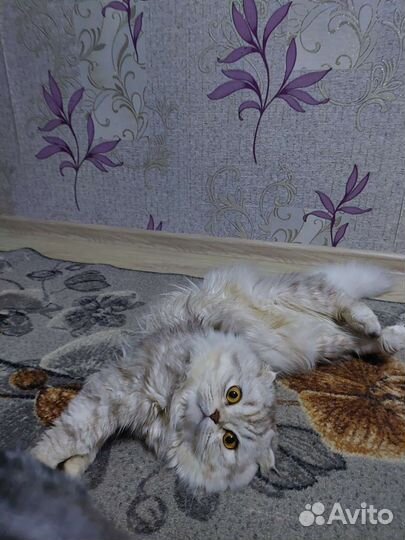 Шотландский кот вязка
