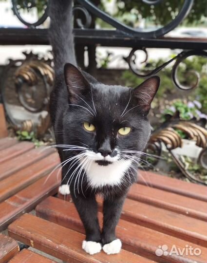 Коть Лапушка