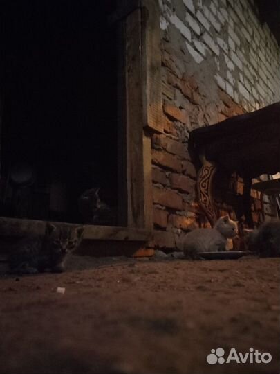 Котята в добрые руки бесплатно