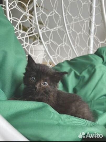 Котенок девочка 1,5 месяца бесплатно