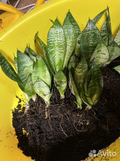 Сансевиерия