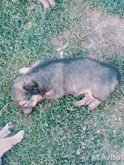 Собака в добрые руки отдам бесплатно