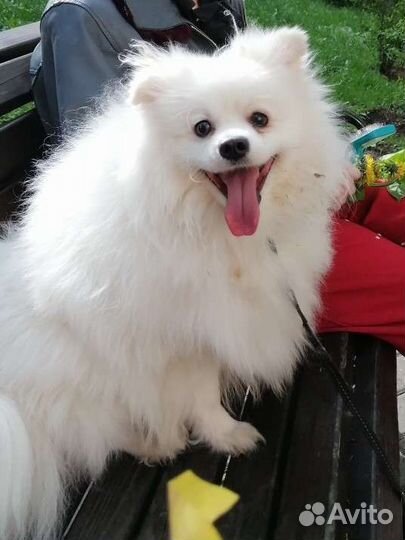 Собака Шпиц белый