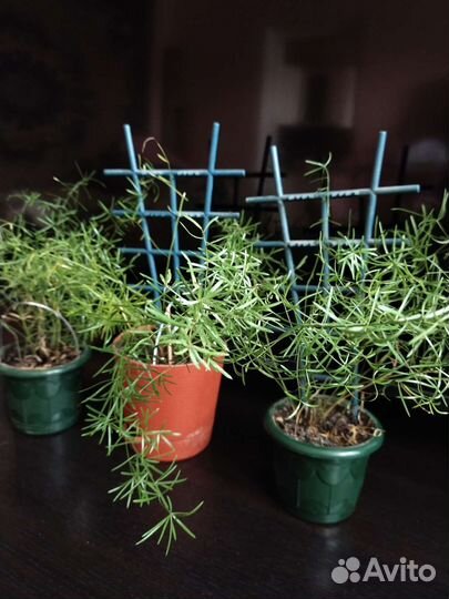 Аспарагус шпренгера