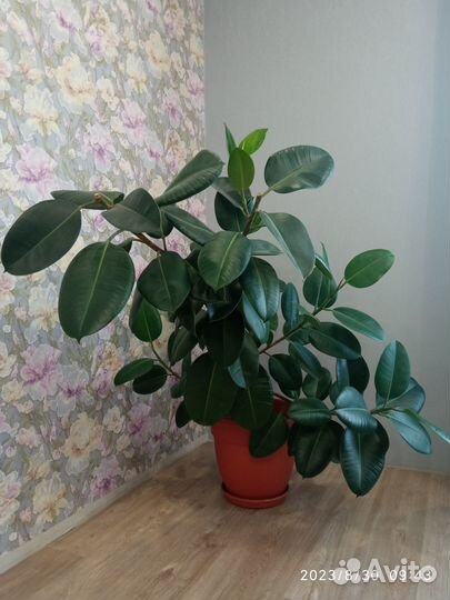 Цветы для офиса