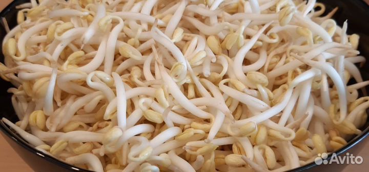 Микрозелень оптом и в розницу, проростки маша