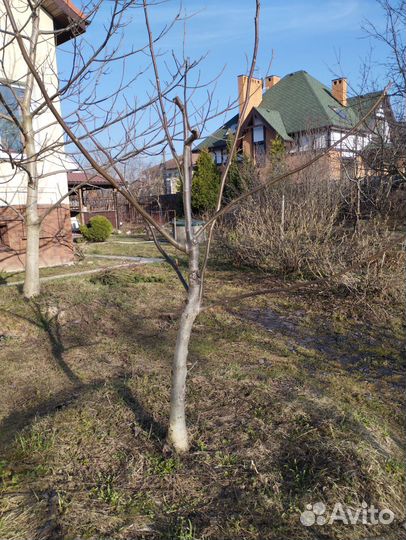 Грецкий орех деревья