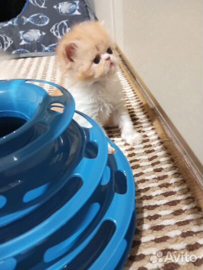 Котята персы