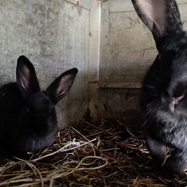 Кролики великаны