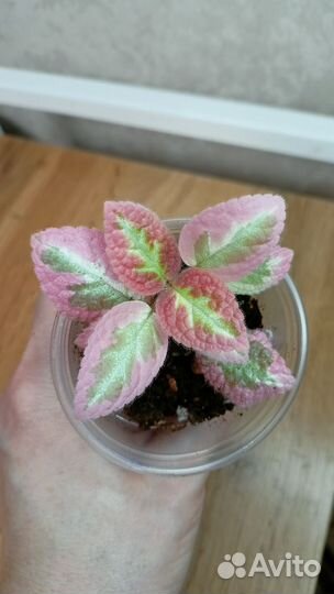 Эписция акварельная