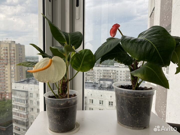 Антуриум шерцера