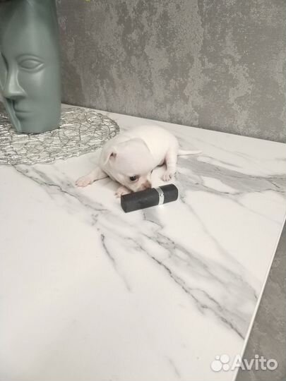 Чихуахуа мини