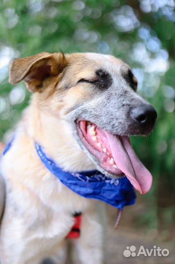 Малыш Микс в добрые руки