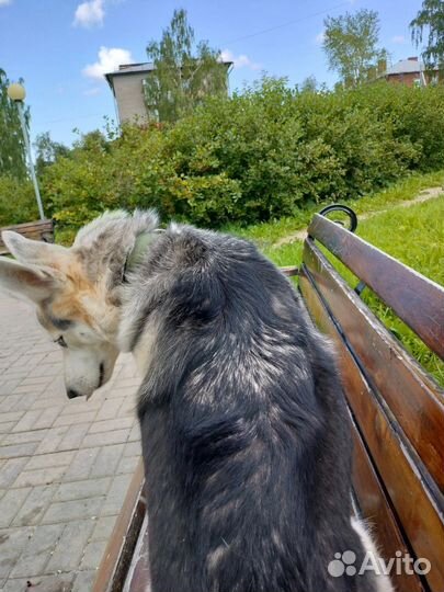 Собаки бесплатно в добрые руки