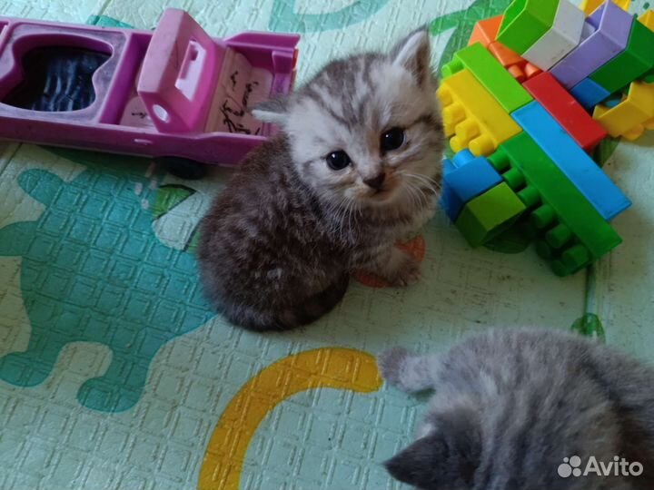 Британская