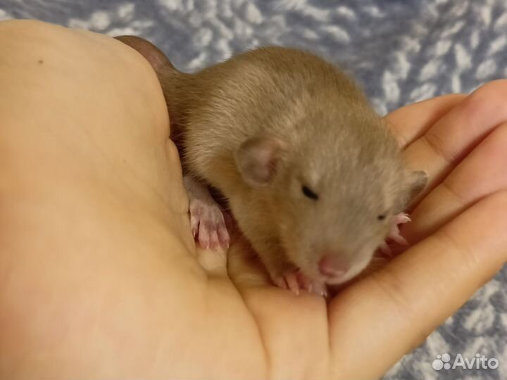 Крысята дамбо девочки Бурмиз