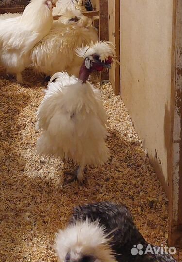 Молодые петухи, цыплята, инкубационное яйцо