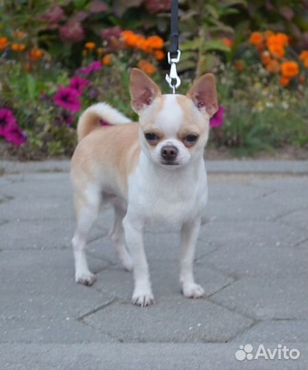 Чихуахуа вязка