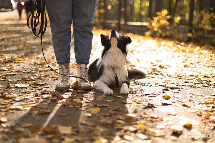 Кинолог. Дрессировка и воспитание собак