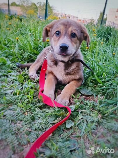 Собака-улыбака, 3 мес, девочка