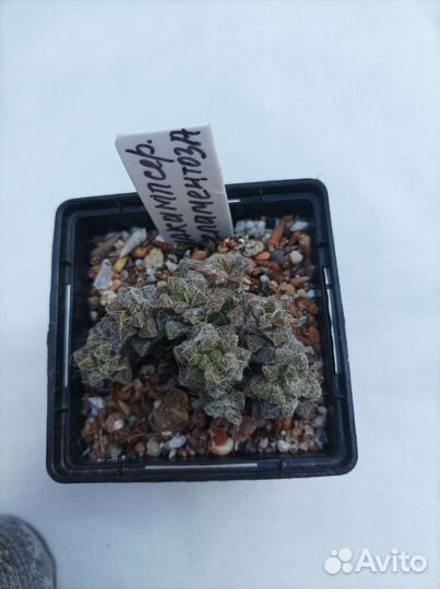 Комнатные растения, суккуленты,кактусы