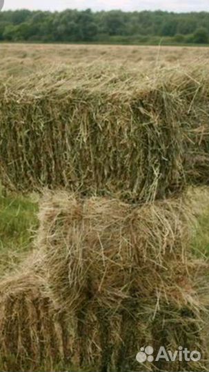 Продаю сено