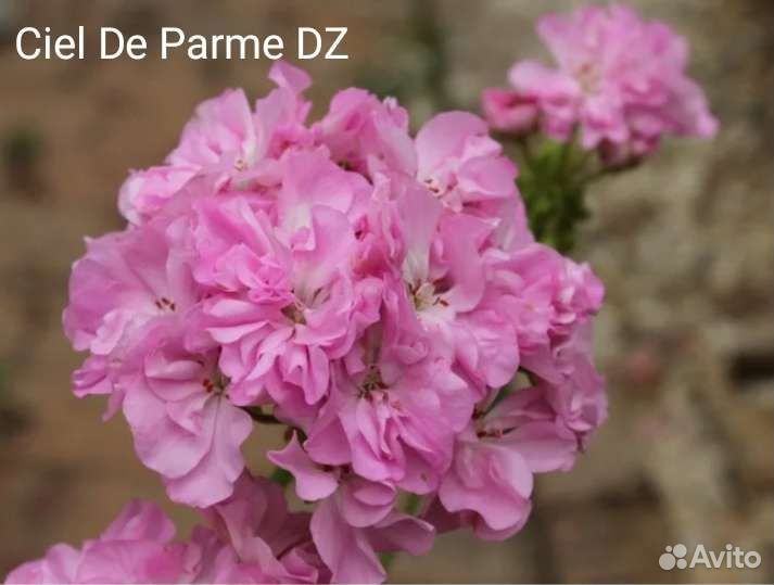 Пеларгония герань