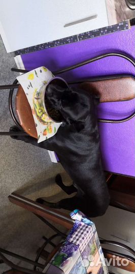 Кане Корсо кобель вязка