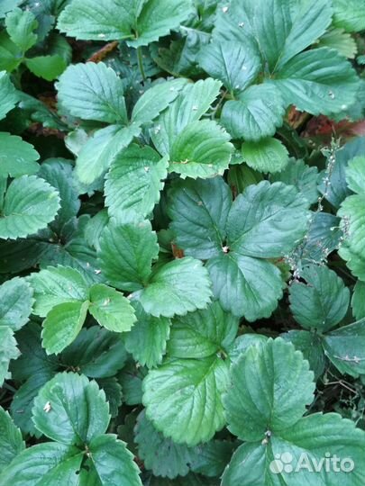 Саженцы клубники, сорт 