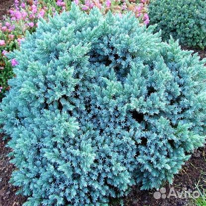 Саженцы горизонтальных можжевельников в горшках