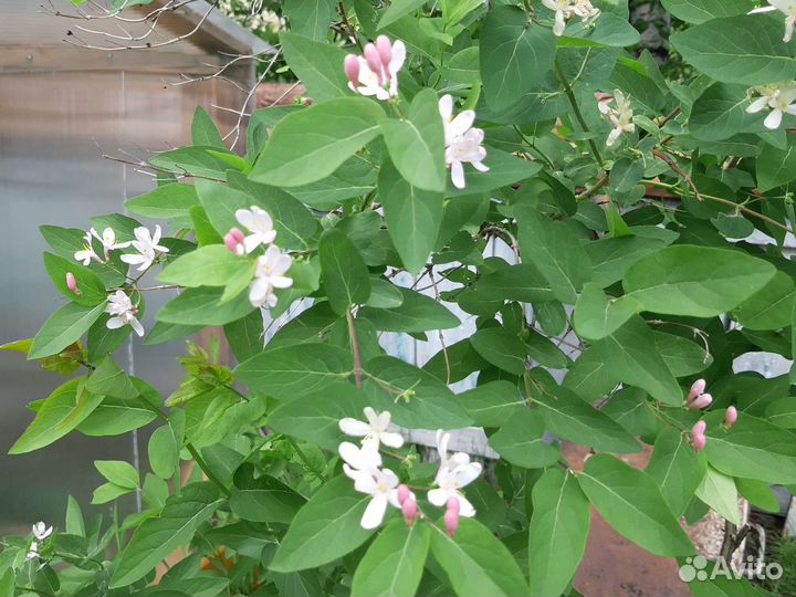 Жимолость татарская саженцы